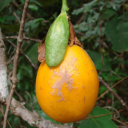 Bell Apple Fruit Plant (Passiflora nitida)