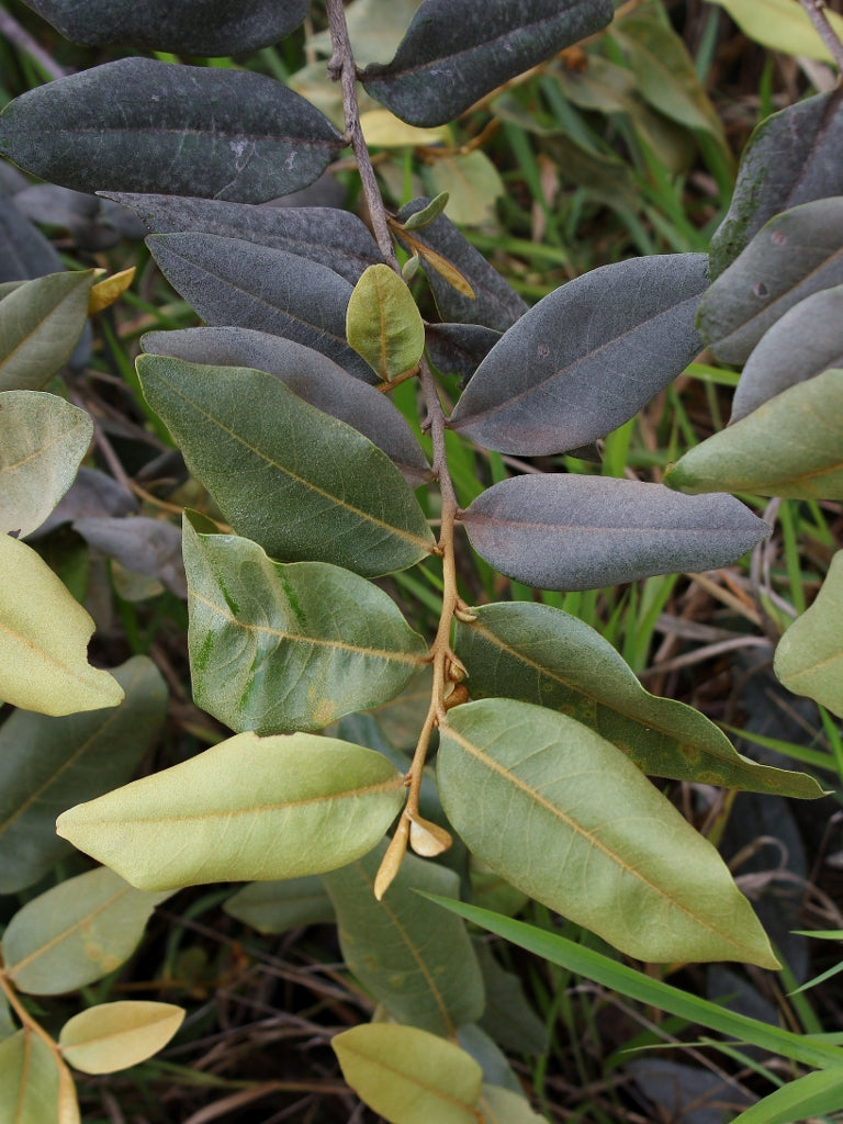 Araticum Fruit Plant (Duguetia furfuracea)