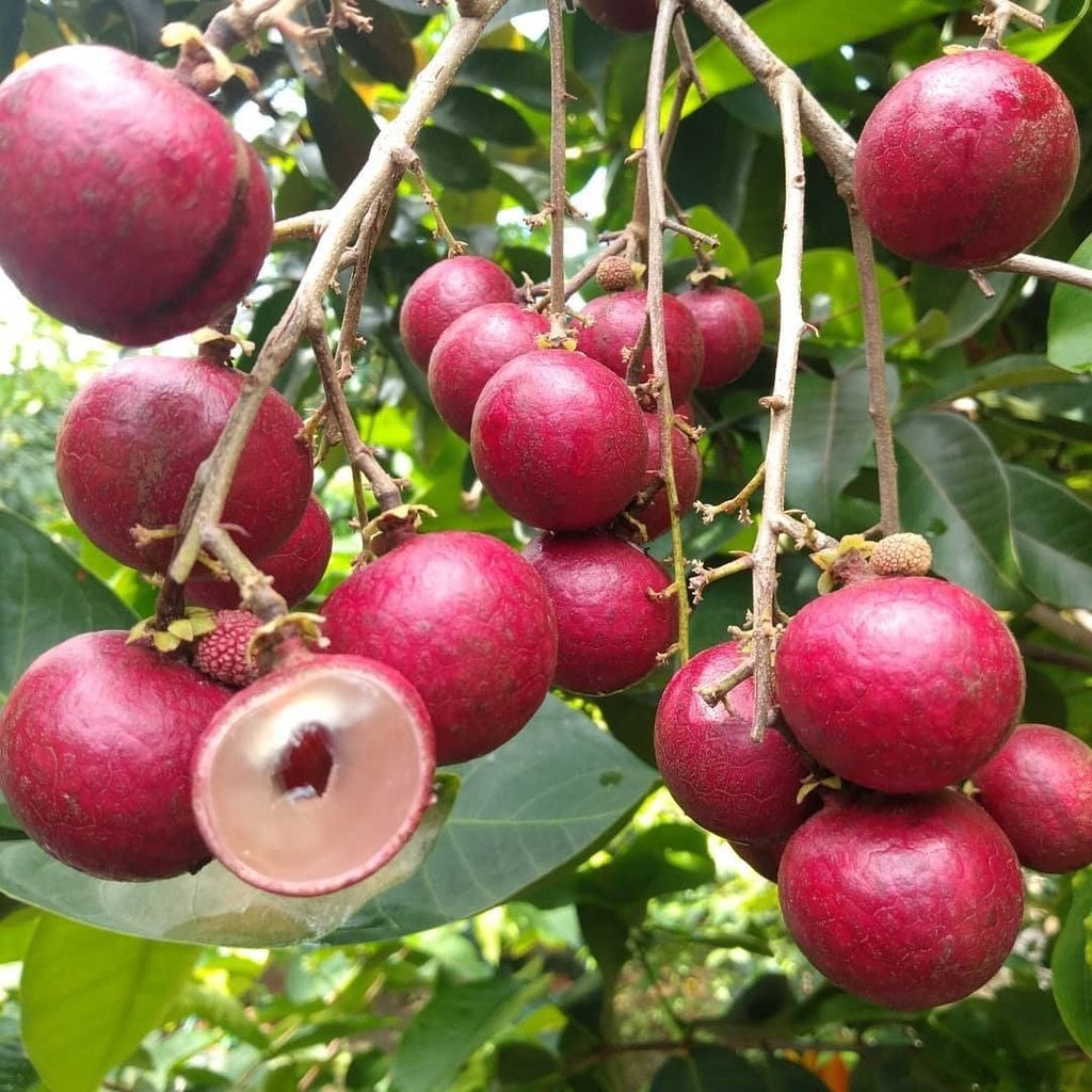 Ruby Longan Fruit Plant ( Dimocarpus longan)
