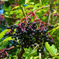 Elder Berry Fruit PLant (Sambucus nigra)