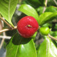Pitanga-Jambo Fruit Plant (Eugenia Repanda)
