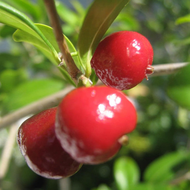 Pitanga-Jambo Fruit Plant (Eugenia Repanda)