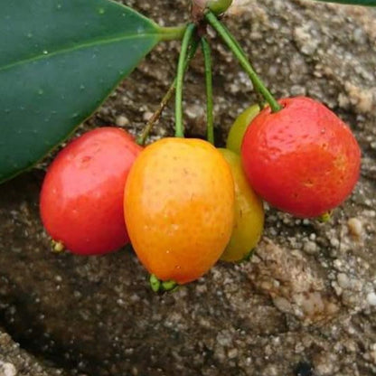 Guarimi Fruit Plant (Eugenia stigmatosa)