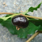 Watermelon Pitanga (Eugenia verticillate)