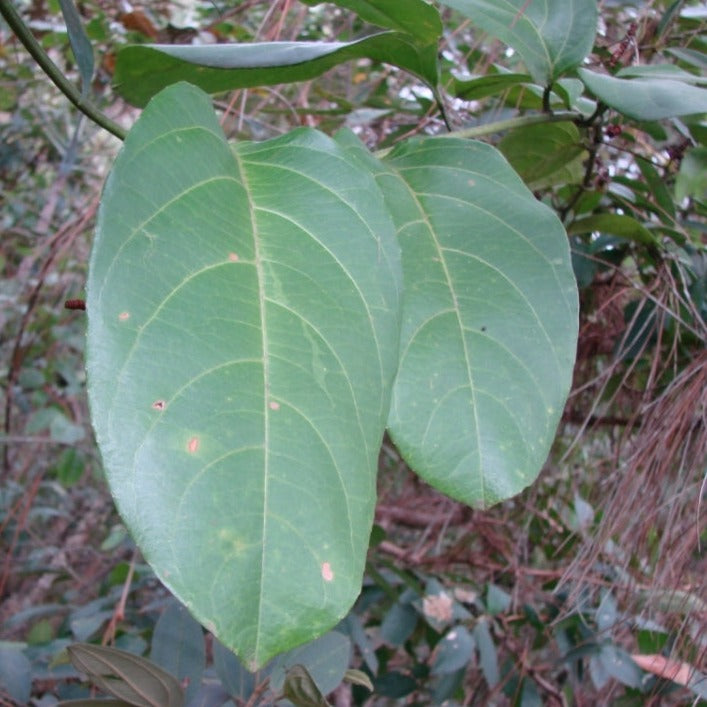 Bell Apple Fruit Plant (Passiflora nitida)