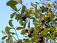 Marmelinho Fruit Plant (Diospyros Inconstans)