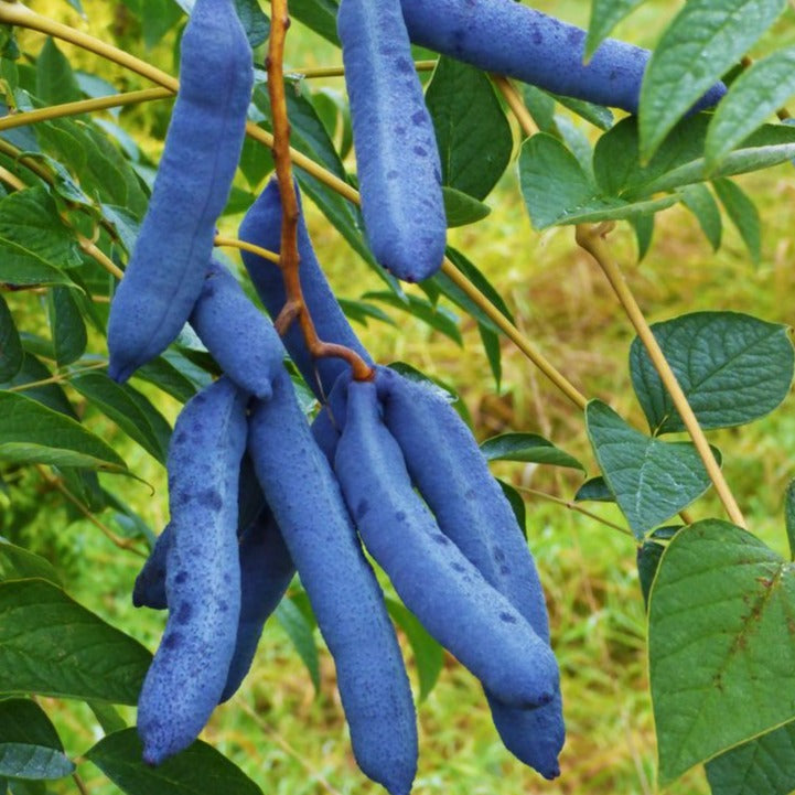 Blue Sausage Fruit Live Plant (Decaisnea Fargesii)-veliyathgardens