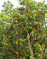 Jacaratia Fruit Plant (Jacaratia spinosa)