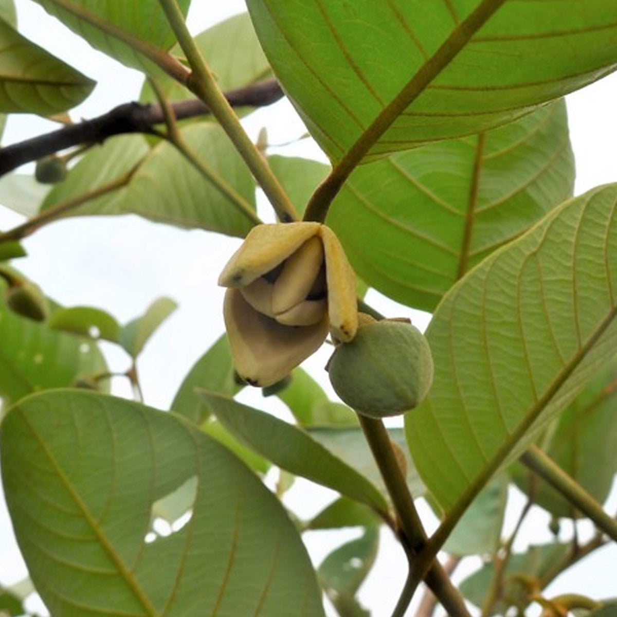 African Custard-Apple Fruit Plant (Annona Senegalensis)