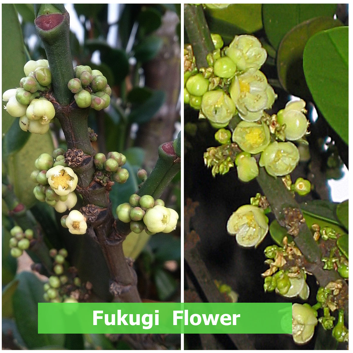Fukugi Tree Fruit Plant (Garcinia subelliptica)