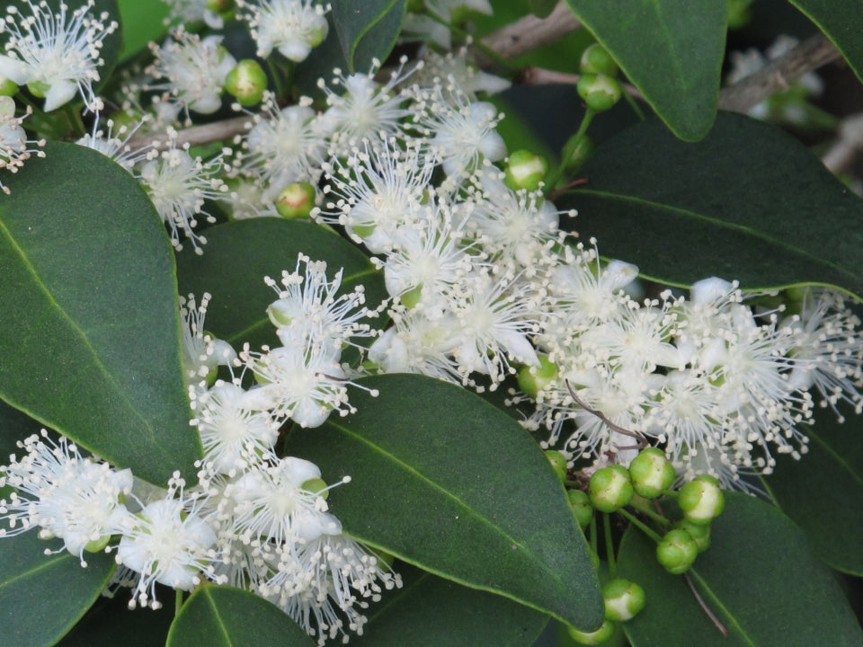 Guamirim Live Plant (Eugenia florida)