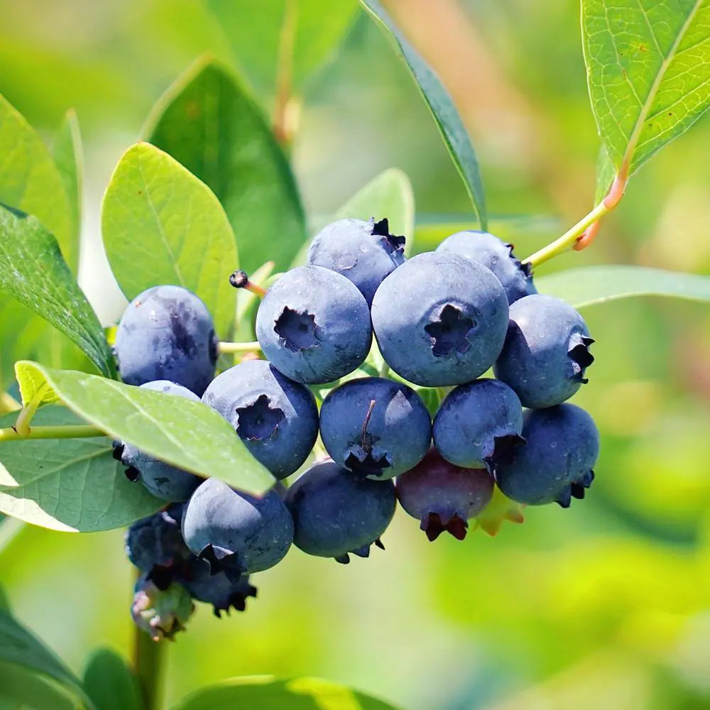 Blueberry Fruit plant (Vaccinium sect. Cyanococcus)