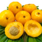 Uvaia Fruit Live Plant (Eugenia pyriformis)
