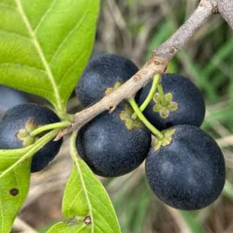 Sapotinha Fruit Live Plant (Pouteria Gardneri)