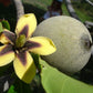 Genipa Fruit Plant (Genipa Americana)
