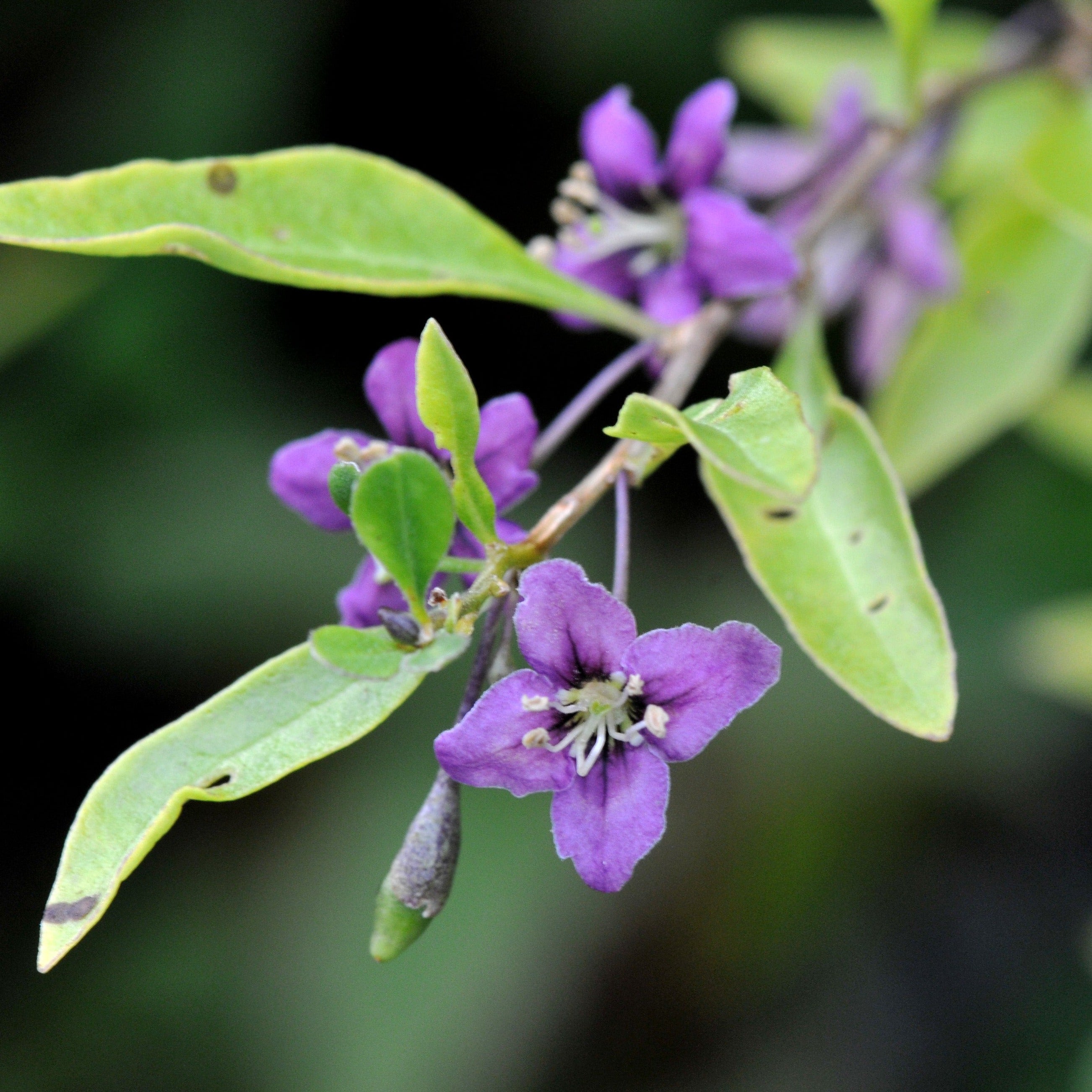 Goji Berry Fruit Plant (Lycium barbarum) – veliyathgardens