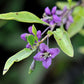 Goji Berry Fruit Plant (Lycium barbarum)