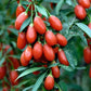 Goji Berry Fruit Plant (Lycium barbarum)