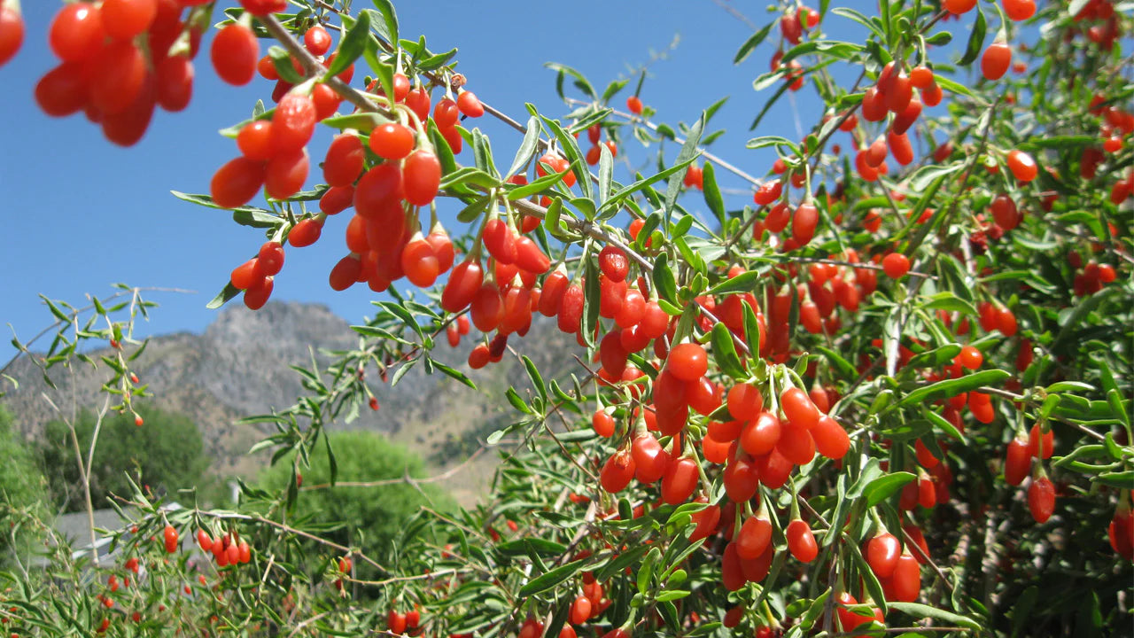 Goji Berry Fruit Plant (Lycium barbarum)