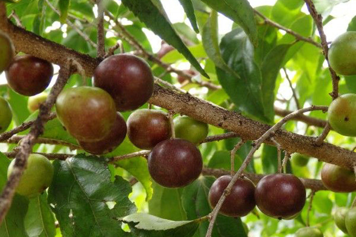 Governor's Plum Fruit Plants (Flacourtia Indica)