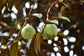 Green Star Apple fruit Plants (Chrysophyllum Cainito)