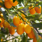 Kumquat Fruit Plant (Fortunella japonica)