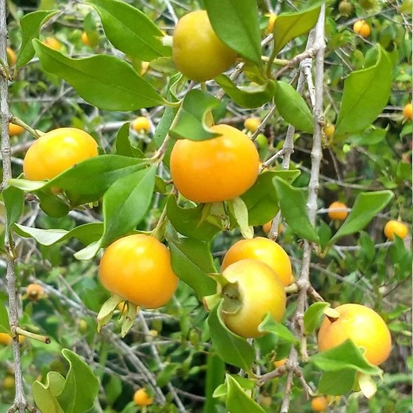Yellow Grumichama Live Plant (Eugenia brasilensis var. leucocephala)