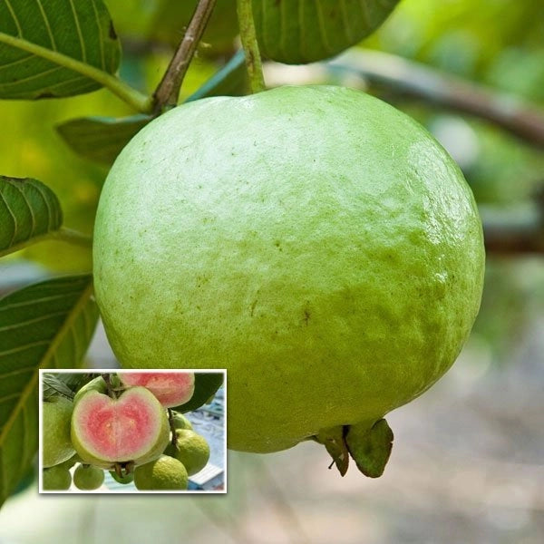 Madhuri Guava Live Plants