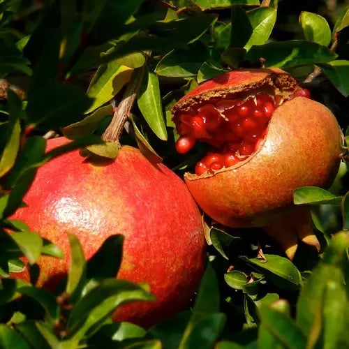 Pomegranate Live Plant (Punica granatum)