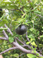 Texas Persimmon Fruit Plant (Diospyros texana)