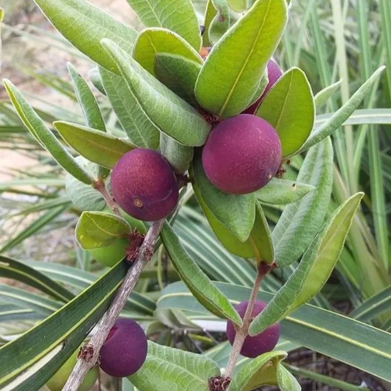 Myrciaria sp Roxa Fruit Plant