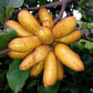Bush Banana Live Plant (Uvaria chamae)