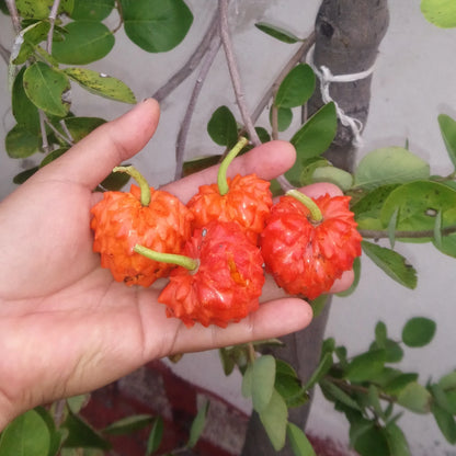 Red Arachitchu Fruit plant (Annona Cornifolia)