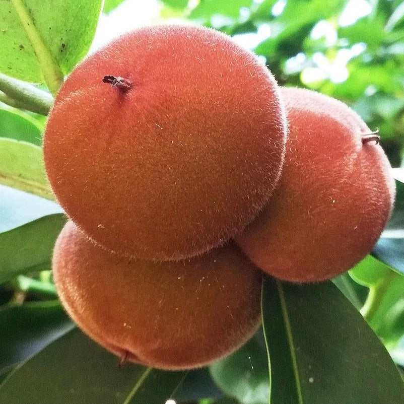Velvet Apple Fruit Plant (Diospyros Blancoi)