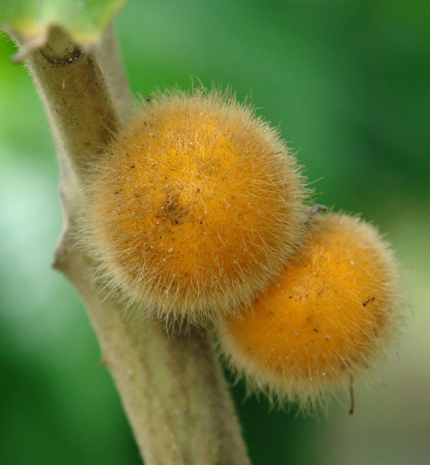 Coconilla Fruit Plant (Solanum stramoniifolium)