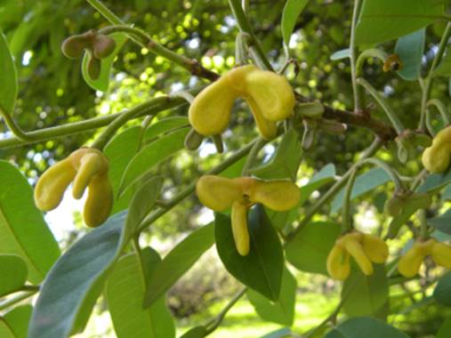 Araticui Fruit Plant (Annona Dolabripetala)