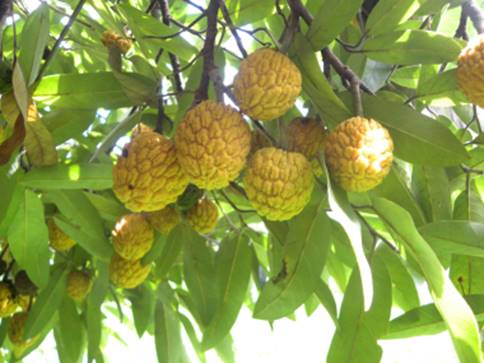 Araticui Fruit Plant (Annona Dolabripetala)