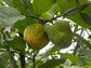 Aratimoia Fruit Plant (Annona ubatubensis)