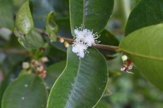 Guajai -Una Fruit Plant (Eugenia capitulifera)