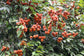 Ingabau Fruit Plant (Eugenia beaurepairiana)