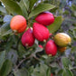 Guarimi Fruit Plant (Eugenia stigmatosa)