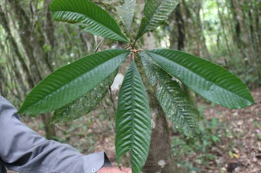 Guaca Fruit Live Plant (Ecclinusa ramiflora)
