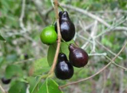 Guajai -Una Fruit Plant (Eugenia capitulifera)