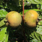 Guabiroba Fruit Plant (Campomanesia Malifolia)