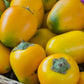 Cocona Fruit live Plant (Solanum sessiliflorum)