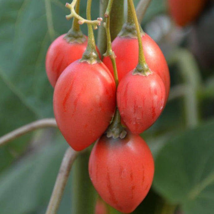 30 SEMILLAS DE ARBOL DE LOS TOMATES (CYPHOMANDRA BETACEA) TAMARILLO ROJO MEXICANO 30 SEMILLAS DE ARBOL DE LOS TOMATES (CYPHOMANDRA BETACEA) TAMARILLO ROJO MEXICANO
