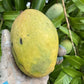 Coconut Cream Mango Fruit Plant