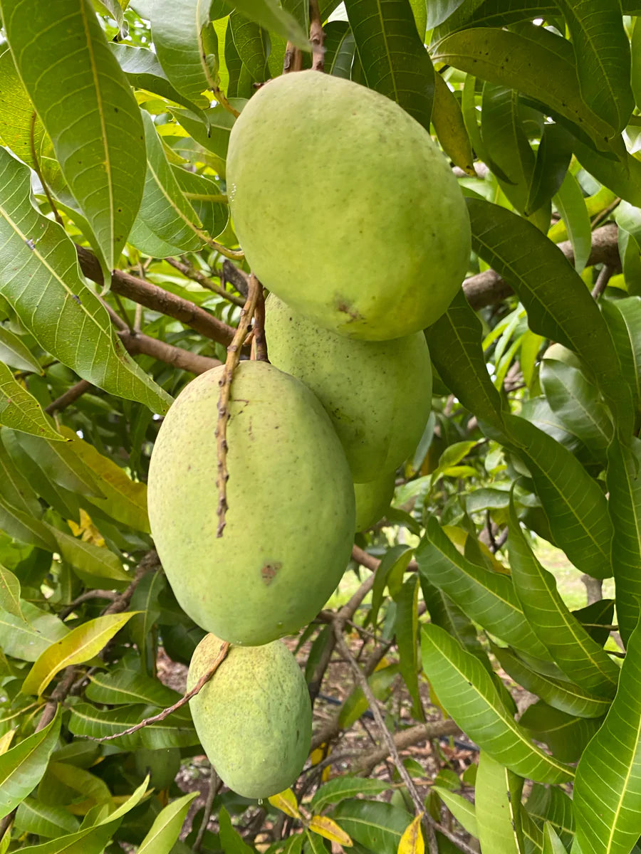 Coconut Cream Mango Fruit Plant