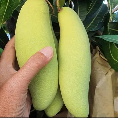 Banana Mango Live Plant