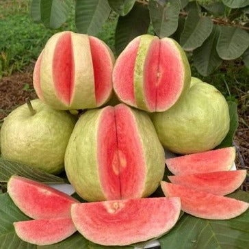 Red Seedless Guava Live Plants